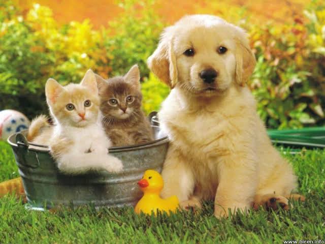 Pet Supplies